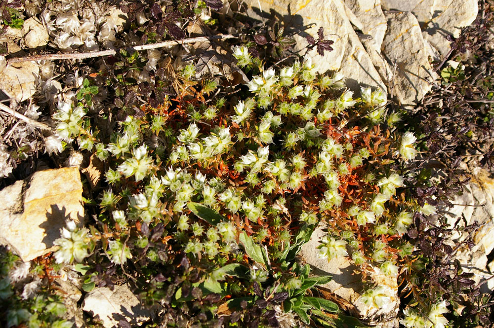 Paronychia argentea